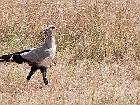 Vogels Secretaris vogel